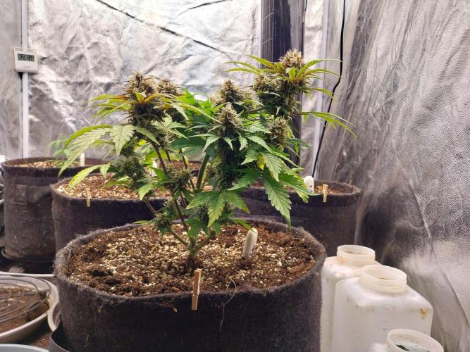 kongette. Week 9 - 24/03