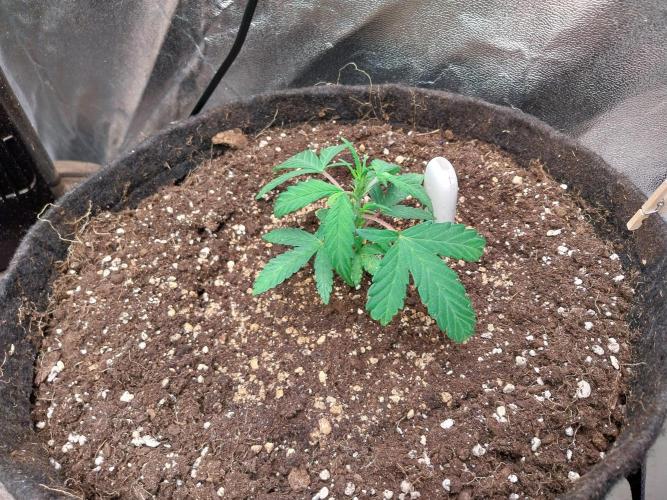 Erratatame. Week 6 - 26/03