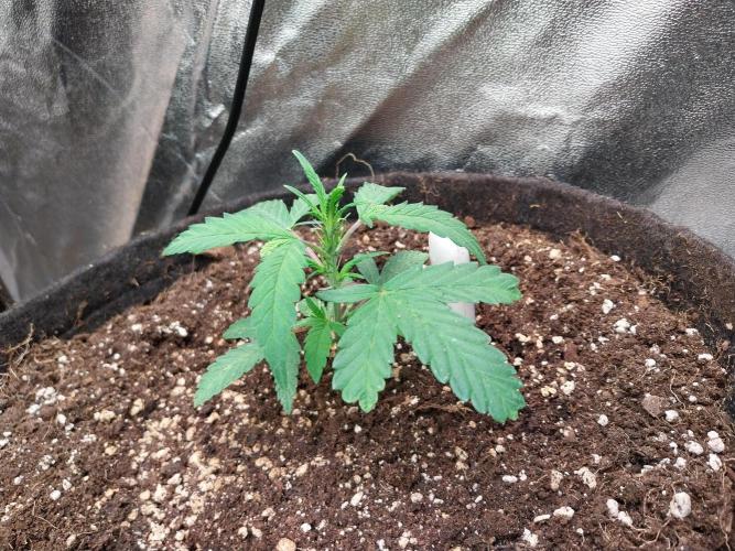 Erratatame. Week 6 - 27/03 