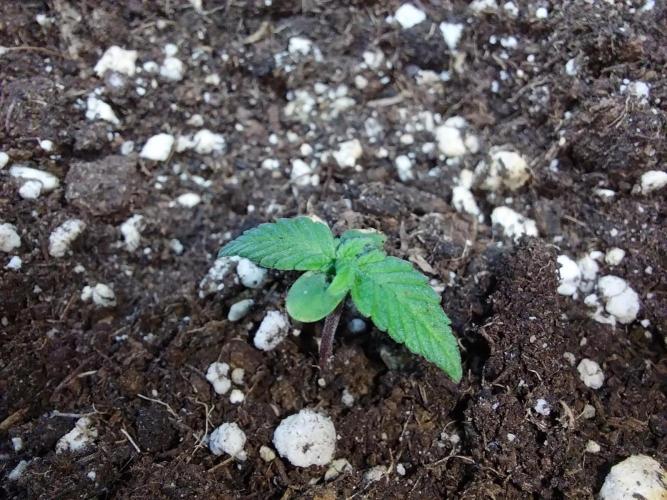 yadlasoup. Week 2 - 28/03
