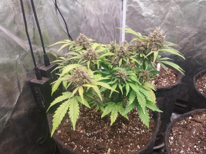 kongette. Week 10 - 25/03