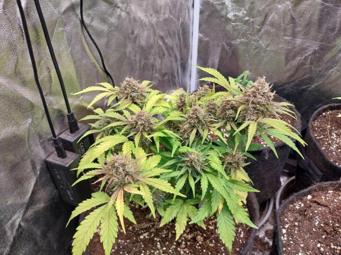 kongette. Week 10 - 27/03