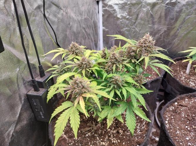 kongette. Week 10 - 28/03
