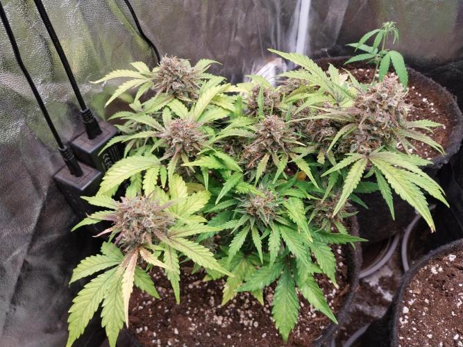 kongette. Week 10 - 29/03