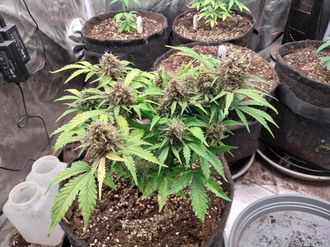 kongette. Week 10 - 30/03