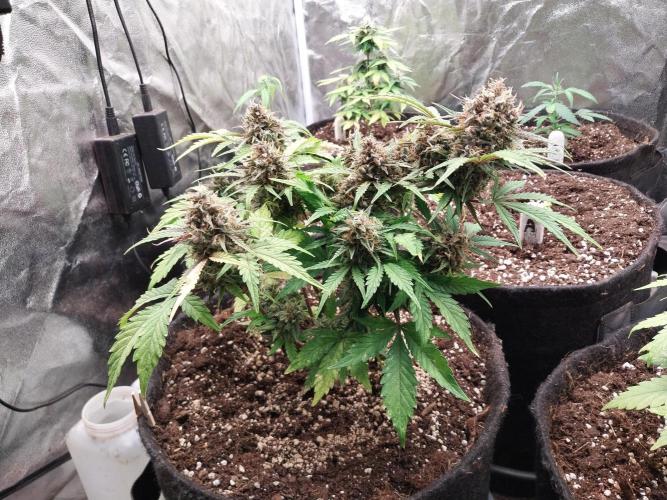 kongette. Week 10 - 31/03