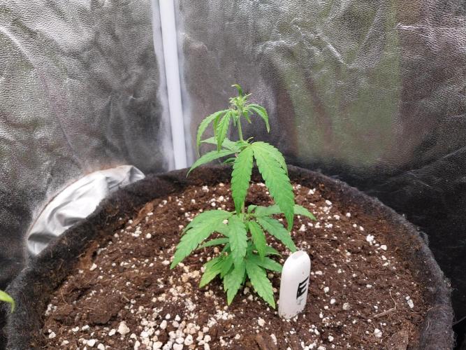 Lassape Ollogie. Week 9 - 28/03