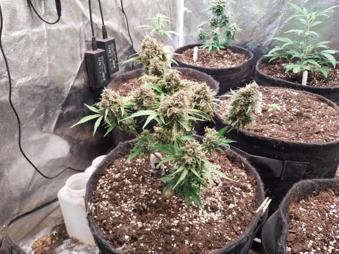 kongette. Week 11 - 07/04