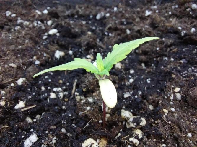 malcomix. Week 2 - 07/04