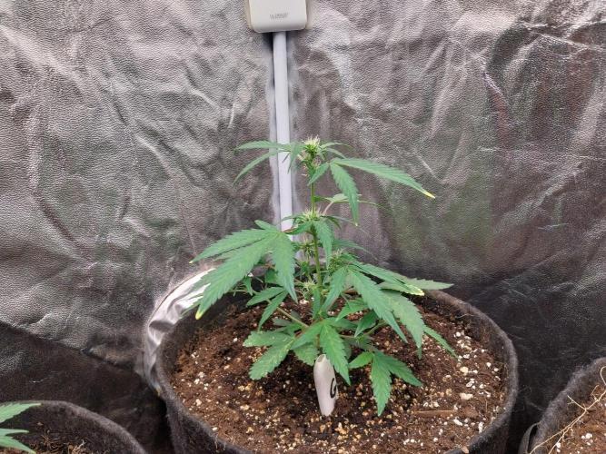 Erratatame. Week 8