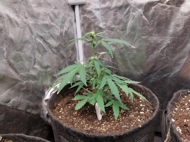 Erratatame. Week 8