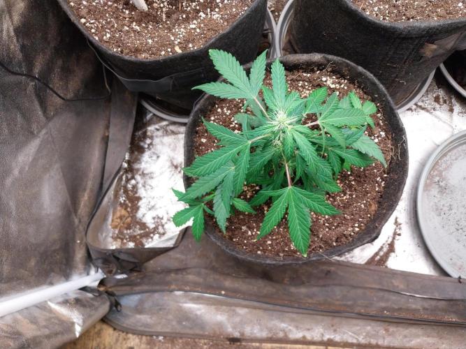 Erratatame. Week 8
