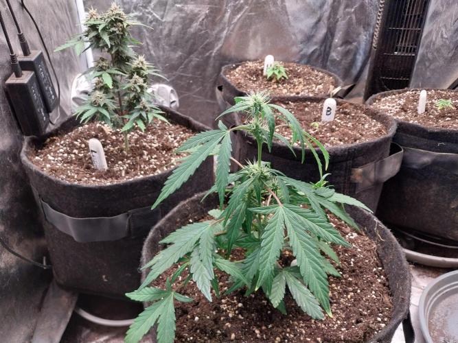 Erratatame. Week 8