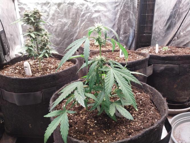 Erratatame. Week 8