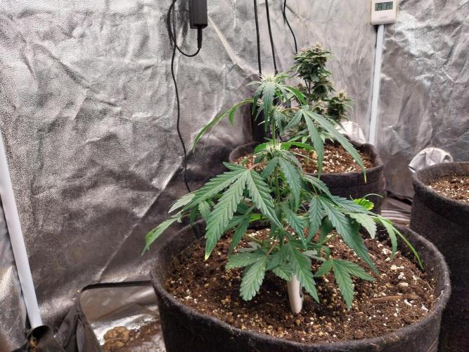 Erratatame. Week 8