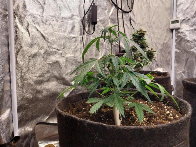 Erratatame. Week 8