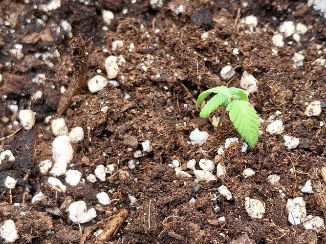 yadlasoup. Week 4
