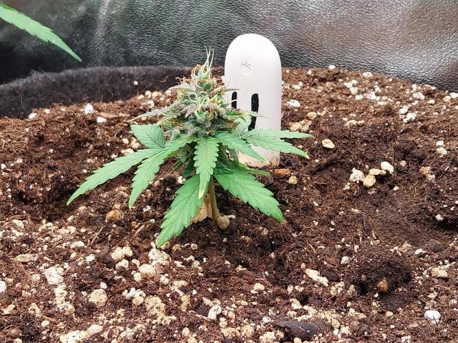 Faisse duloji. Week 9 - 18/04