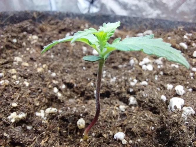 Chaos Cake Auto. Week 1