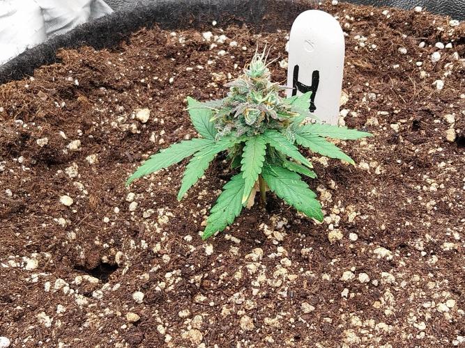 Faisse duloji. Week 10
