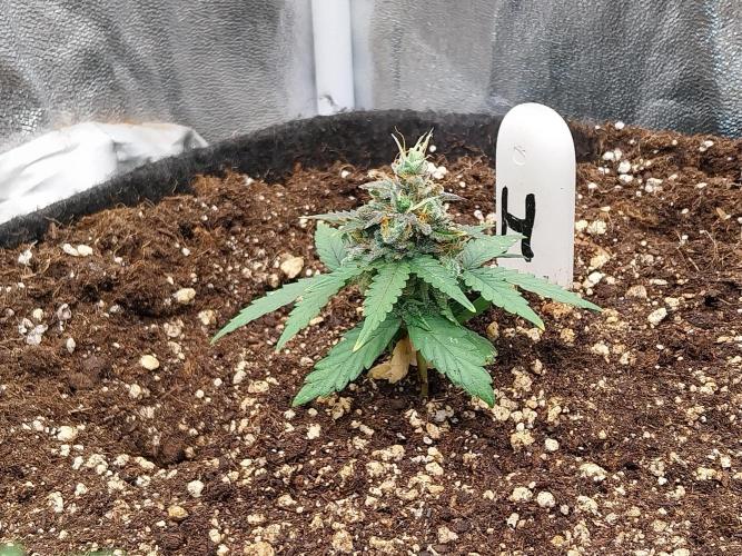 Faisse duloji. Week 10