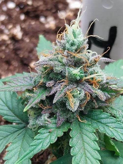 Faisse duloji. Week 10
