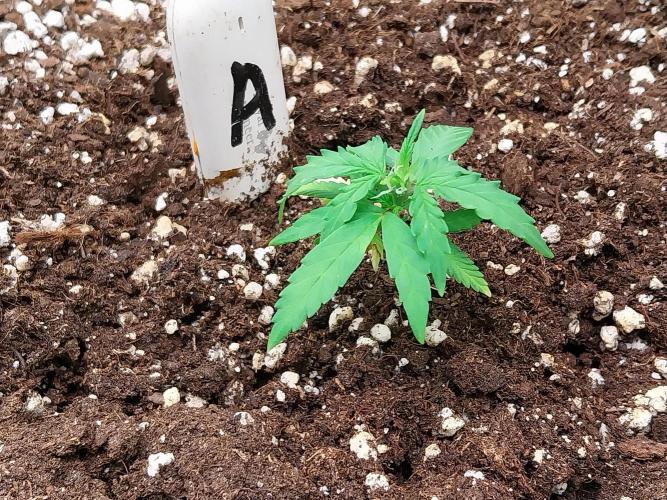 Pickdame. Week 7 - 20/04