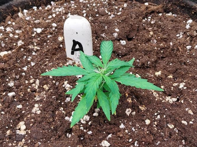 Pickdame. Week 7 - 26/04