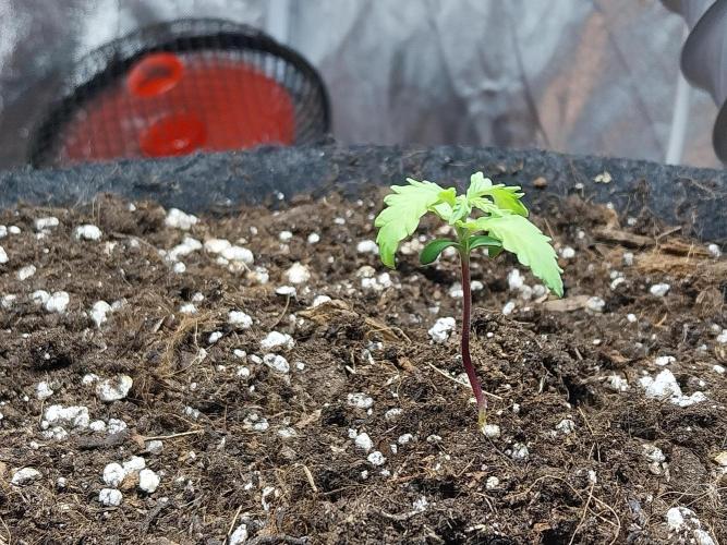 Chaos Cake Auto. Week 2