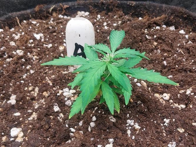 Pickdame. Week 8 - 28/04
