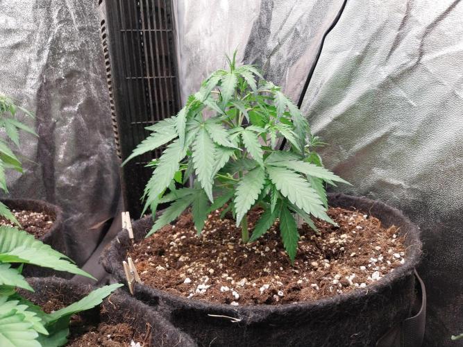 White Widow. Week 4