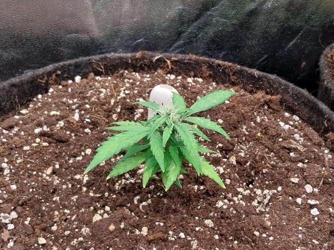 Pickdame. Week 9 - 08/05