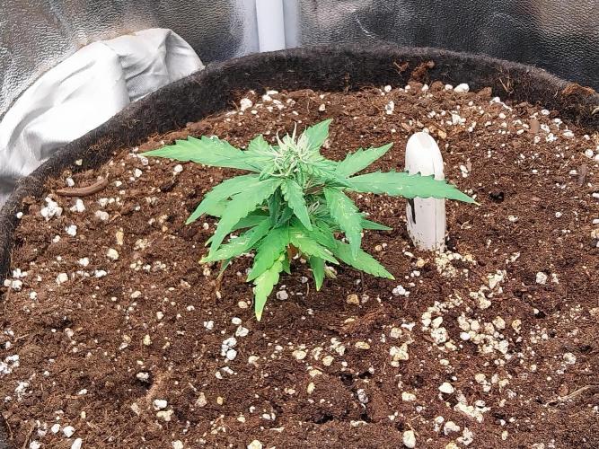 Pickdame. Week 9 - 10/05