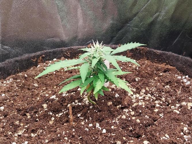 Pickdame. Week 9 - 10/05