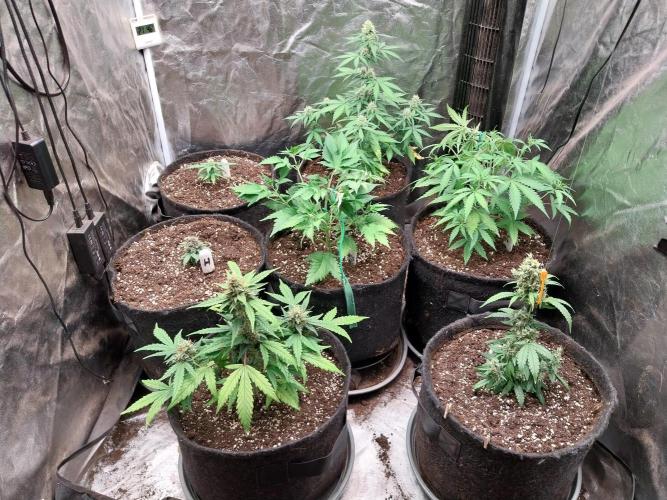 White Widow. Week 5