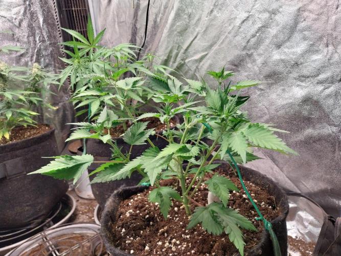 Guava Auto RF3. Week 4