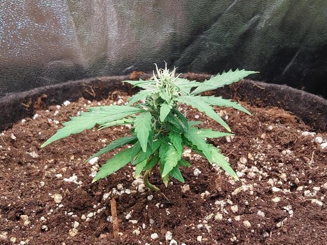 Pickdame. Week 10 - 11/05 