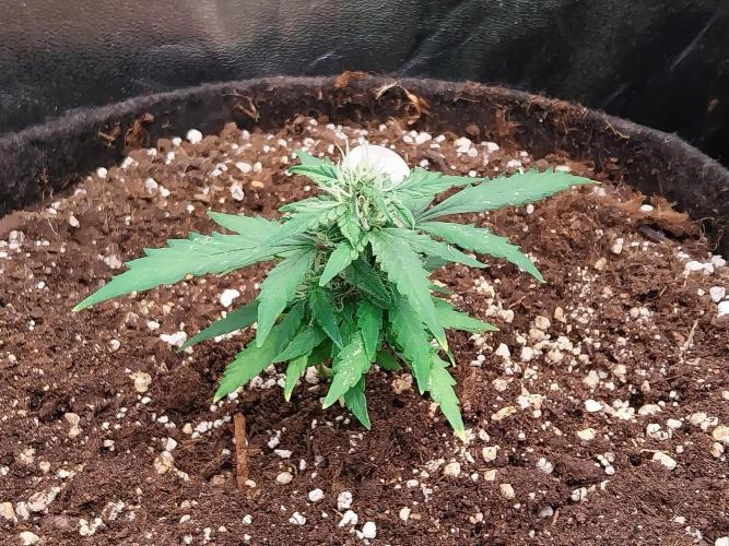 Pickdame. Week 10 - 13/05