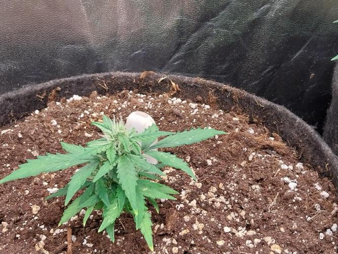 Pickdame. Week 10