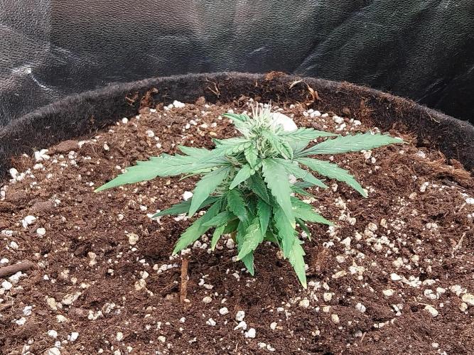 Pickdame. Week 10