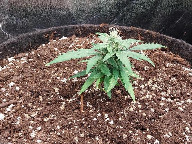 Pickdame. Week 10