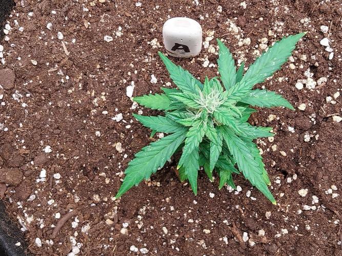 Pickdame. Week 10