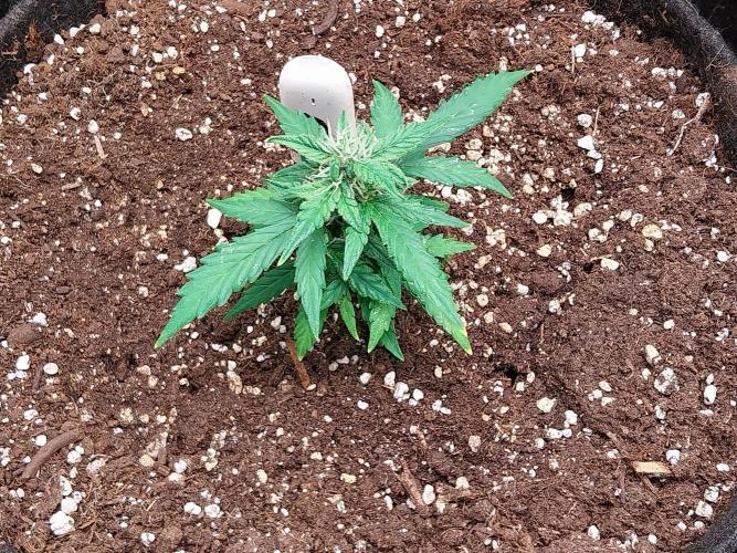 Pickdame. Week 10