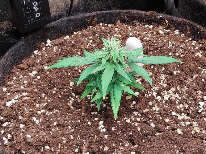 Pickdame. Week 10