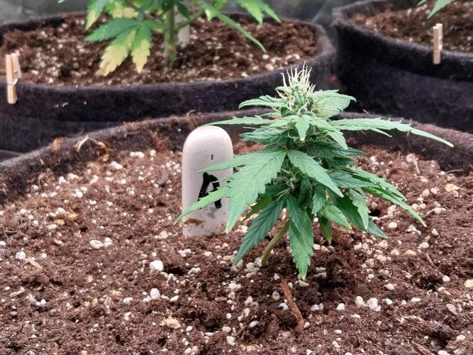 Pickdame. Week 10