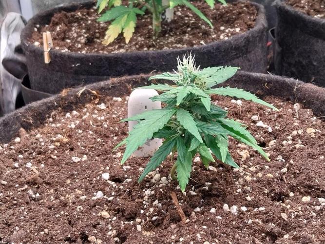 Epic Buzz Auto. Week 10