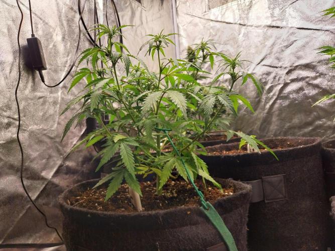 White Widow. Week 6