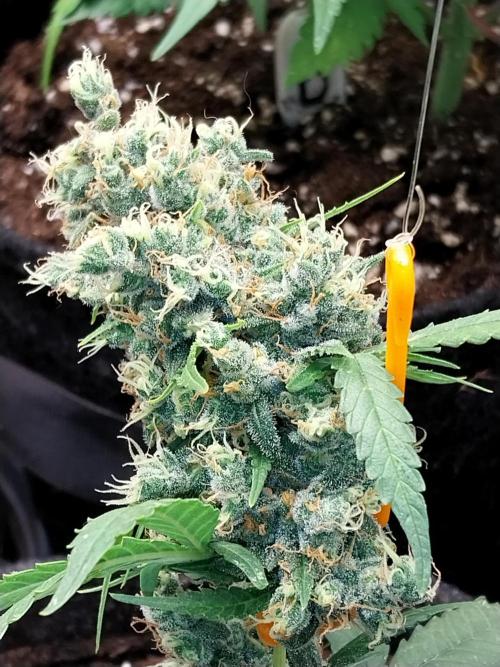 Auto Black Opium. Week 16