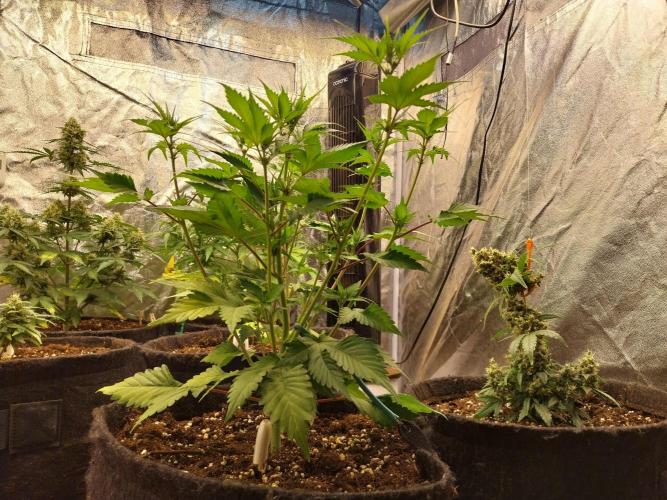 Guava Auto RF3. Week 5