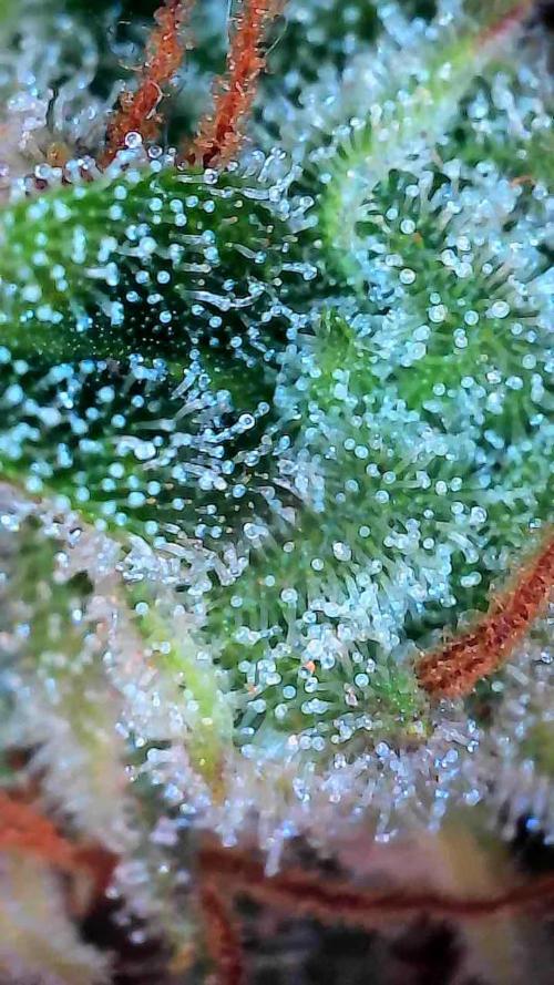 Epic Buzz Auto. Week 14
